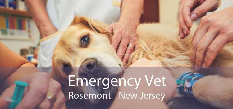 Emergency Vet Rosemont - New Jersey
