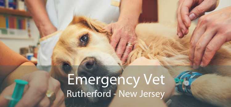Emergency Vet Rutherford - New Jersey
