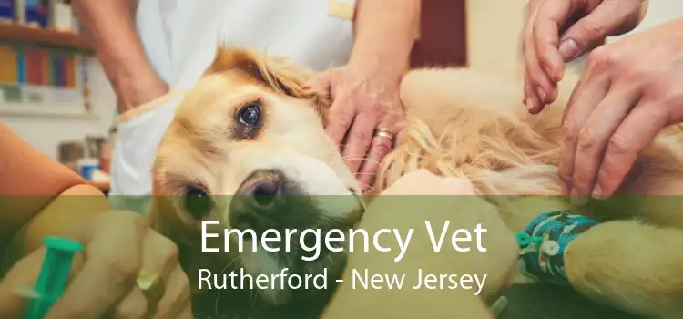 Emergency Vet Rutherford - New Jersey