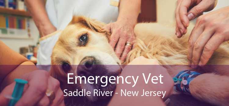 Emergency Vet Saddle River - New Jersey