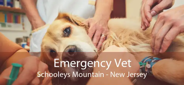 Emergency Vet Schooleys Mountain - New Jersey