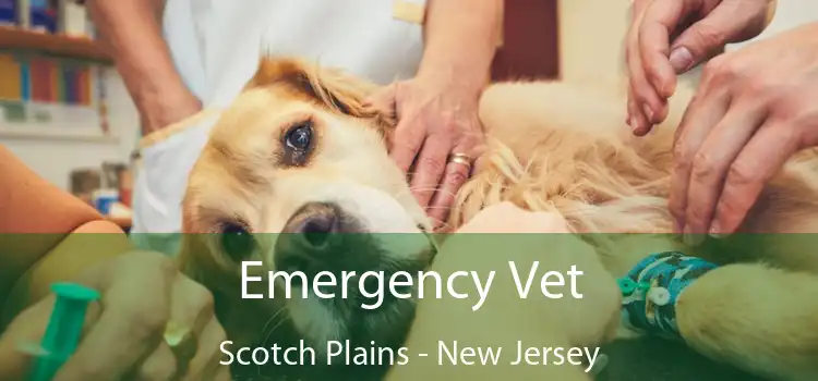 Emergency Vet Scotch Plains - New Jersey