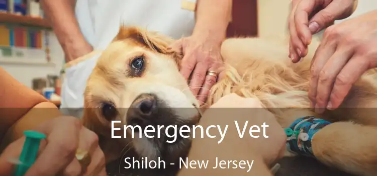 Emergency Vet Shiloh - New Jersey