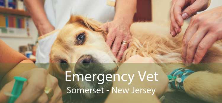 Emergency Vet Somerset - New Jersey