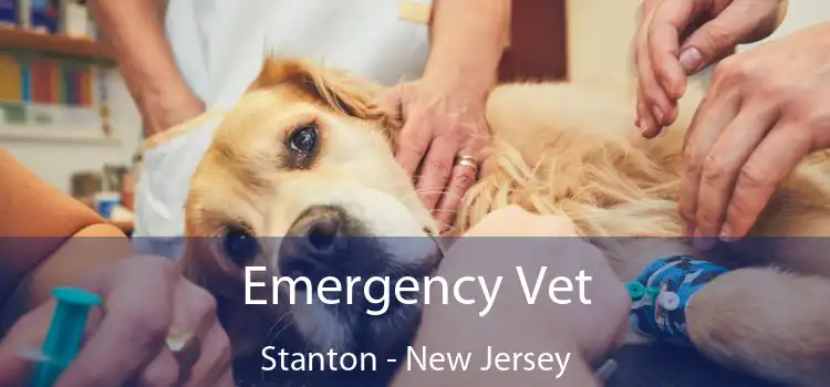 Emergency Vet Stanton - New Jersey