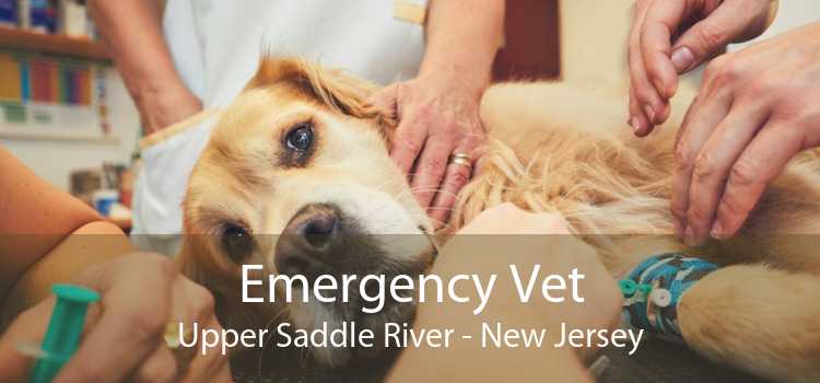 Emergency Vet Upper Saddle River - New Jersey