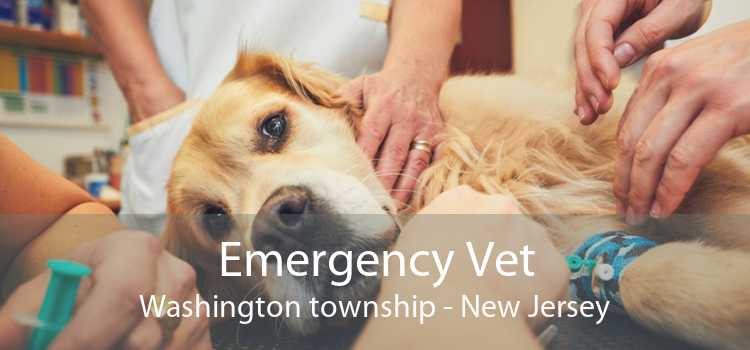 Emergency Vet Washington township - New Jersey