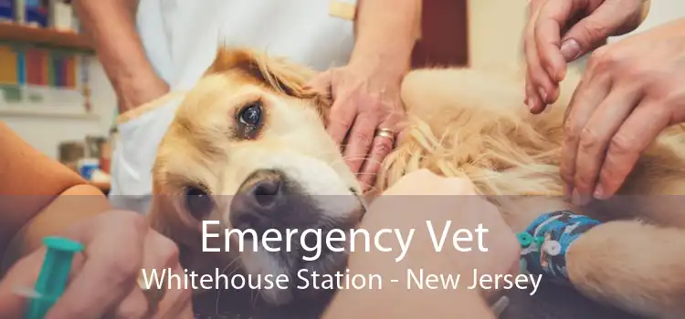 Emergency Vet Whitehouse Station - New Jersey