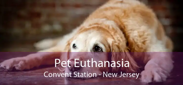 Pet Euthanasia Convent Station - New Jersey