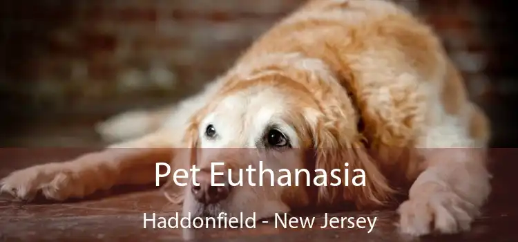 Pet Euthanasia Haddonfield - New Jersey