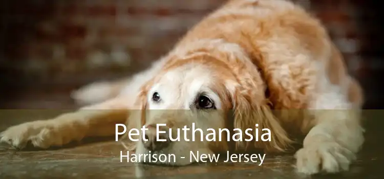 Pet Euthanasia Harrison - New Jersey