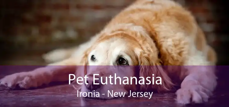 Pet Euthanasia Ironia - New Jersey