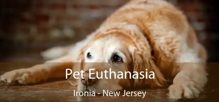 Pet Euthanasia Ironia - New Jersey