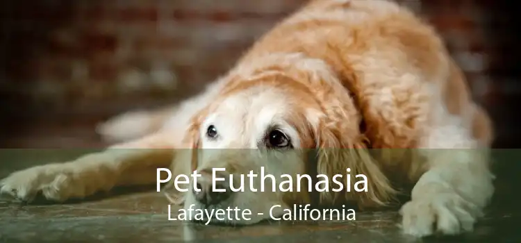 Pet Euthanasia Lafayette - California