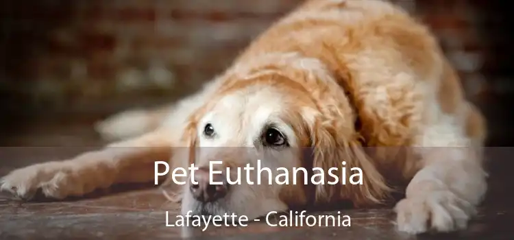 Pet Euthanasia Lafayette - California