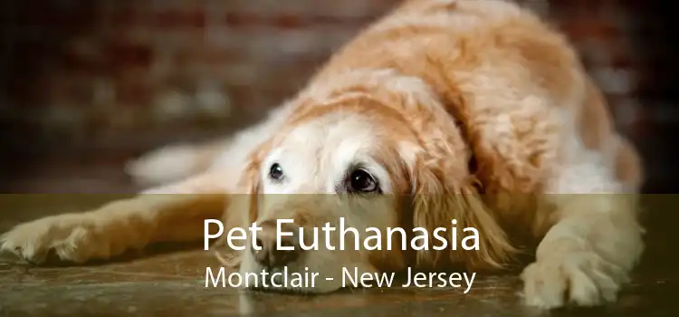 Pet Euthanasia Montclair - New Jersey