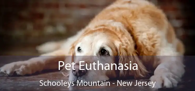 Pet Euthanasia Schooleys Mountain - New Jersey