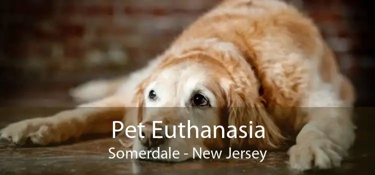 Pet Euthanasia Somerdale - New Jersey