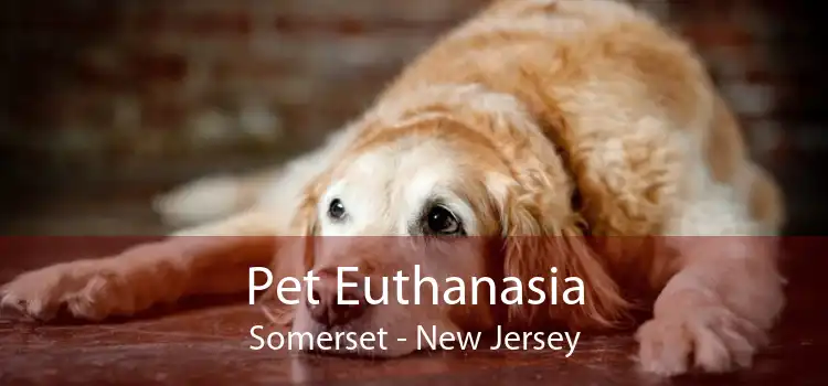 Pet Euthanasia Somerset - New Jersey