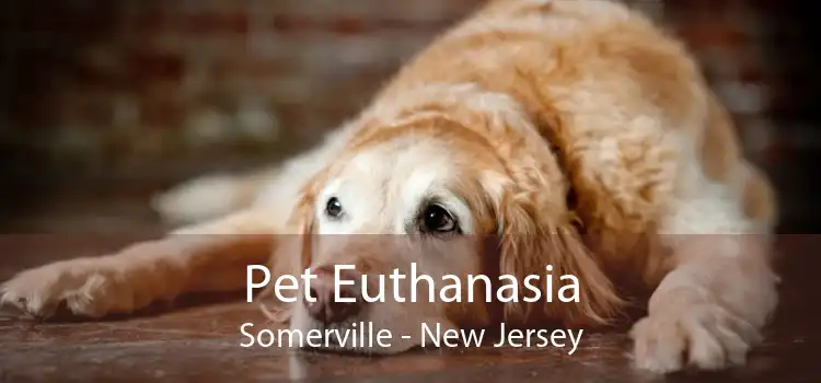 Pet Euthanasia Somerville - New Jersey