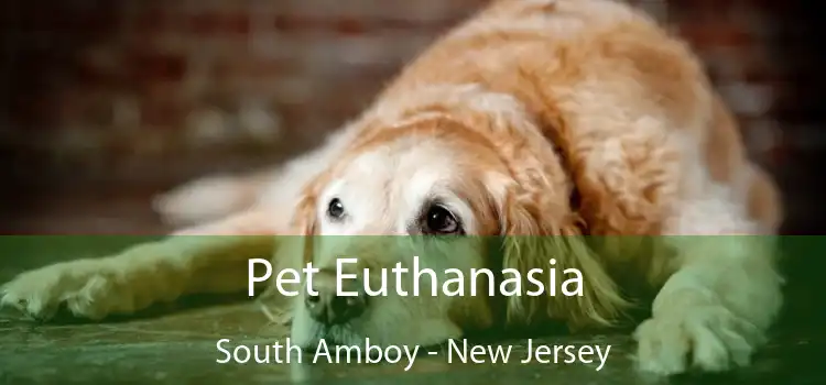 Pet Euthanasia South Amboy - New Jersey
