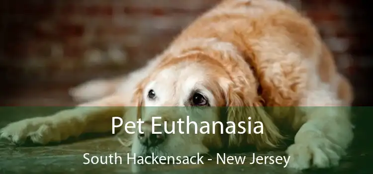 Pet Euthanasia South Hackensack - New Jersey