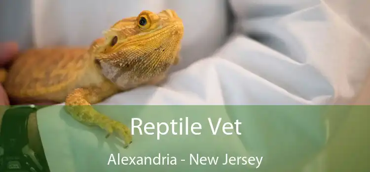 Reptile Vet Alexandria - New Jersey