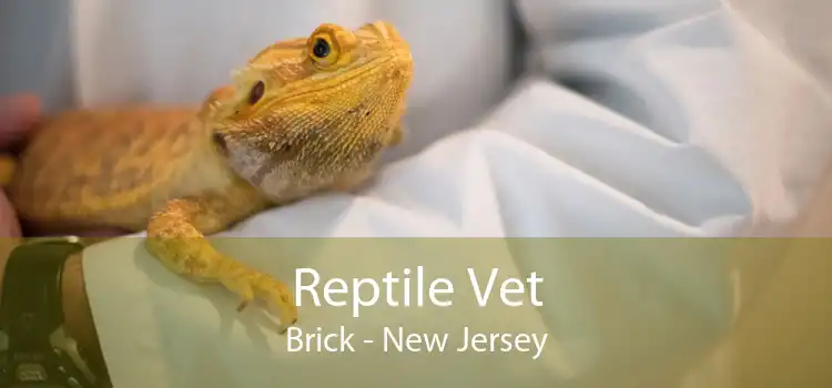 Reptile Vet Brick - New Jersey