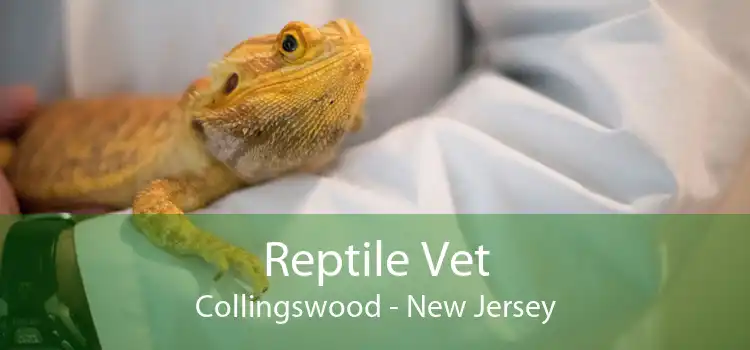 Reptile Vet Collingswood - New Jersey