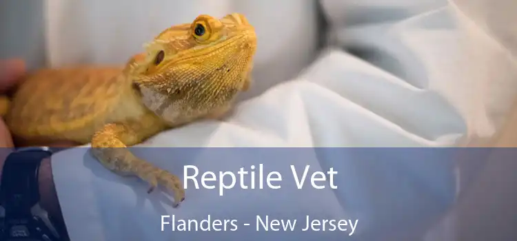 Reptile Vet Flanders - New Jersey