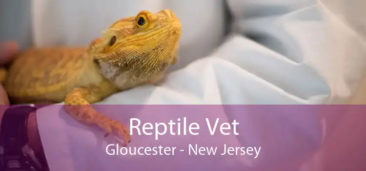 Reptile Vet Gloucester - New Jersey