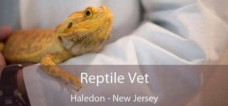 Reptile Vet Haledon - New Jersey