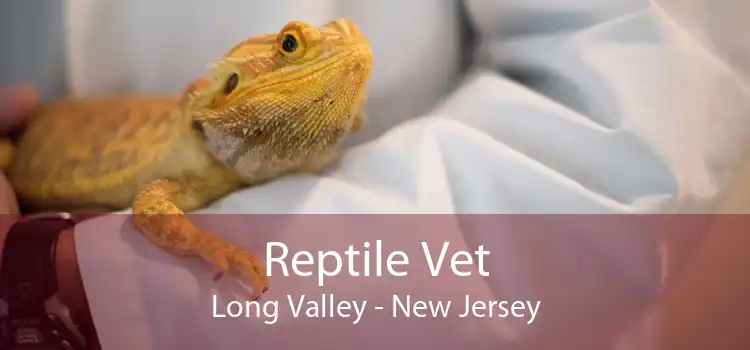 Reptile Vet Long Valley - New Jersey