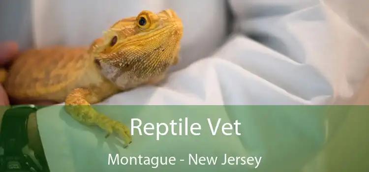 Reptile Vet Montague - New Jersey