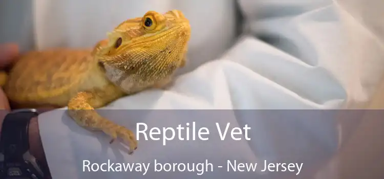 Reptile Vet Rockaway borough - New Jersey