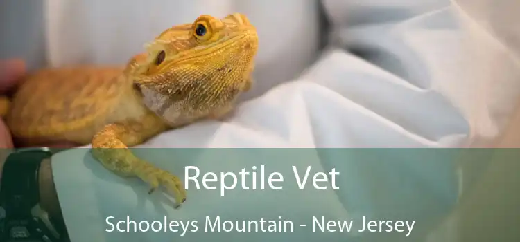 Reptile Vet Schooleys Mountain - New Jersey