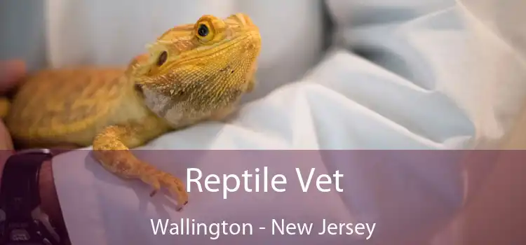 Reptile Vet Wallington - New Jersey