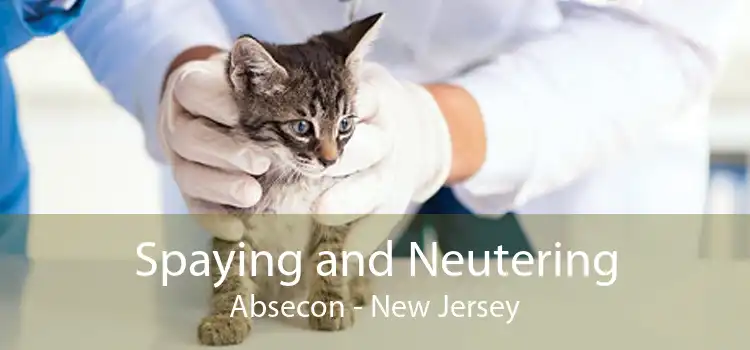 Spaying and Neutering Absecon - New Jersey