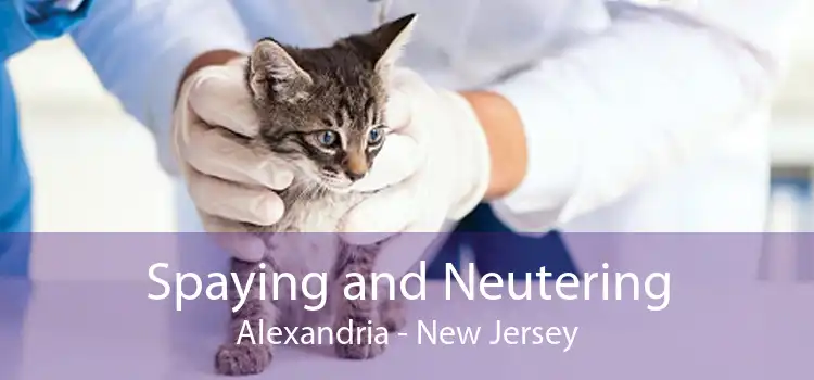 Spaying and Neutering Alexandria - New Jersey
