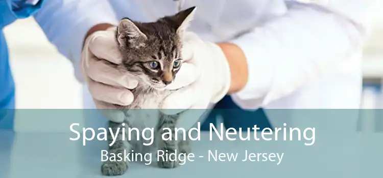 Spaying and Neutering Basking Ridge - New Jersey