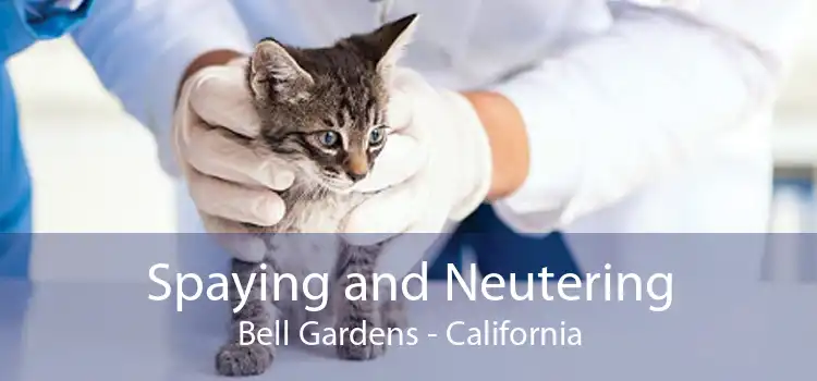 Spaying and Neutering Bell Gardens - California