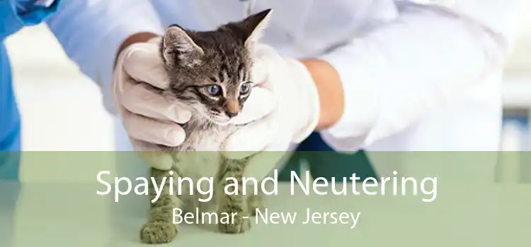 Spaying and Neutering Belmar - New Jersey