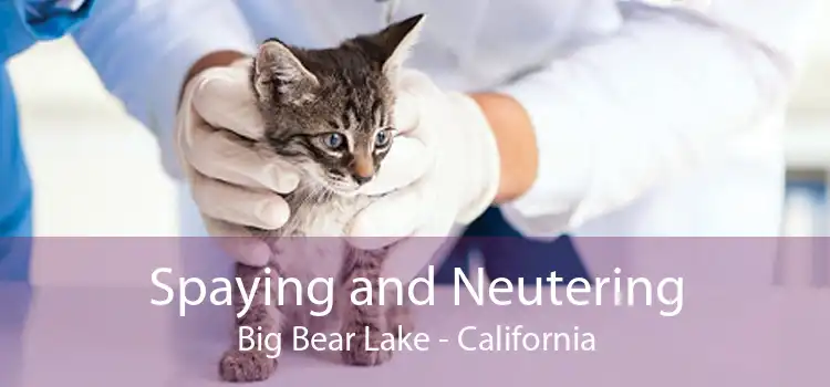 Spaying and Neutering Big Bear Lake - California