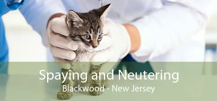 Spaying and Neutering Blackwood - New Jersey