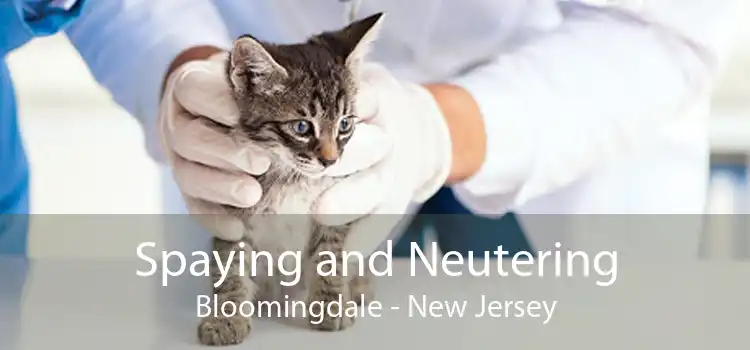Spaying and Neutering Bloomingdale - New Jersey