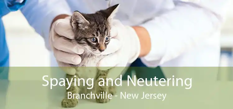 Spaying and Neutering Branchville - New Jersey