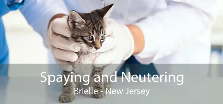 Spaying and Neutering Brielle - New Jersey