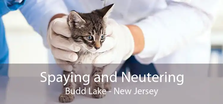 Spaying and Neutering Budd Lake - New Jersey