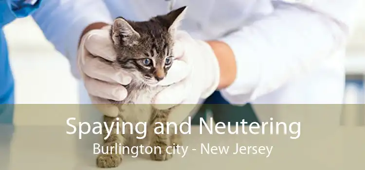 Spaying and Neutering Burlington city - New Jersey