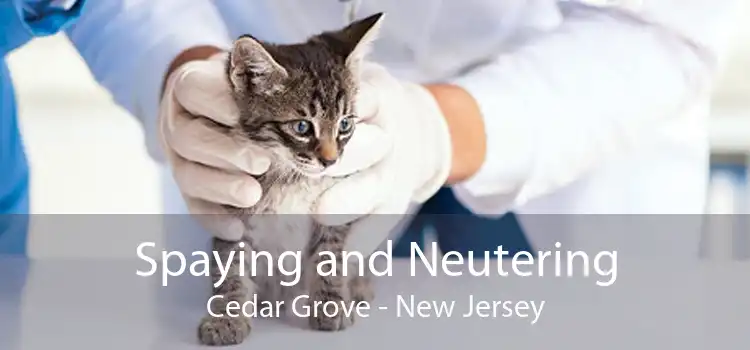 Spaying and Neutering Cedar Grove - New Jersey
